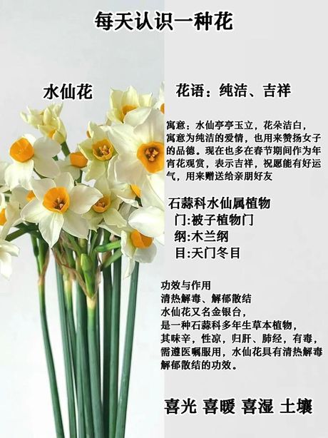 水仙花花语，-水仙花花语大全 花语大全