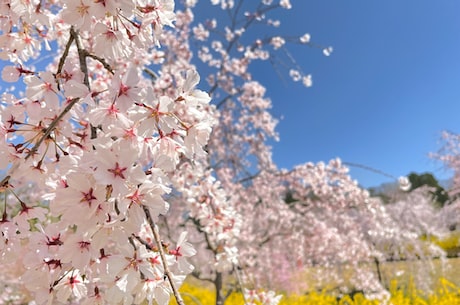 叉叉节奏大师助手 一家五口共同庆祝孙海洋生日