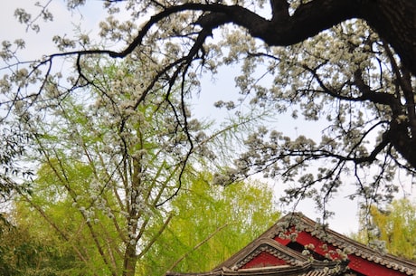 鲛珠传票房 而除了观众评价一般